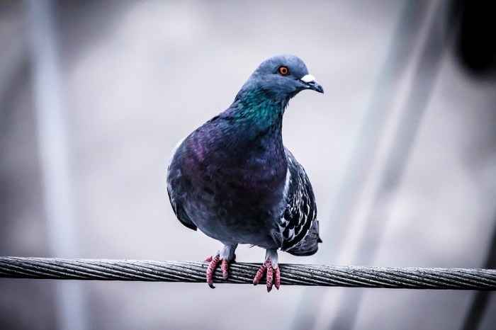 pigeon-918848_960_720.jpg
