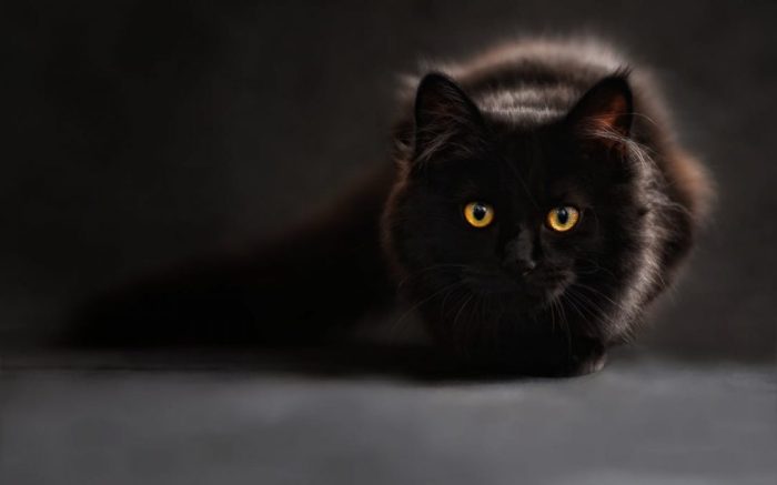cat-silhouette-cats-silhouette-cat-s-eyes-1080x675